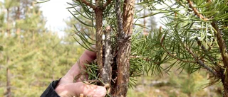 Betesskador oroar skogsägare
