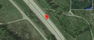 Rådjur på vägen på E20