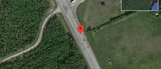 Älgkalv på vägen på E4