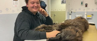 Veterinärer i Skellefteå utökar öppettider: "Det känns jättebra"