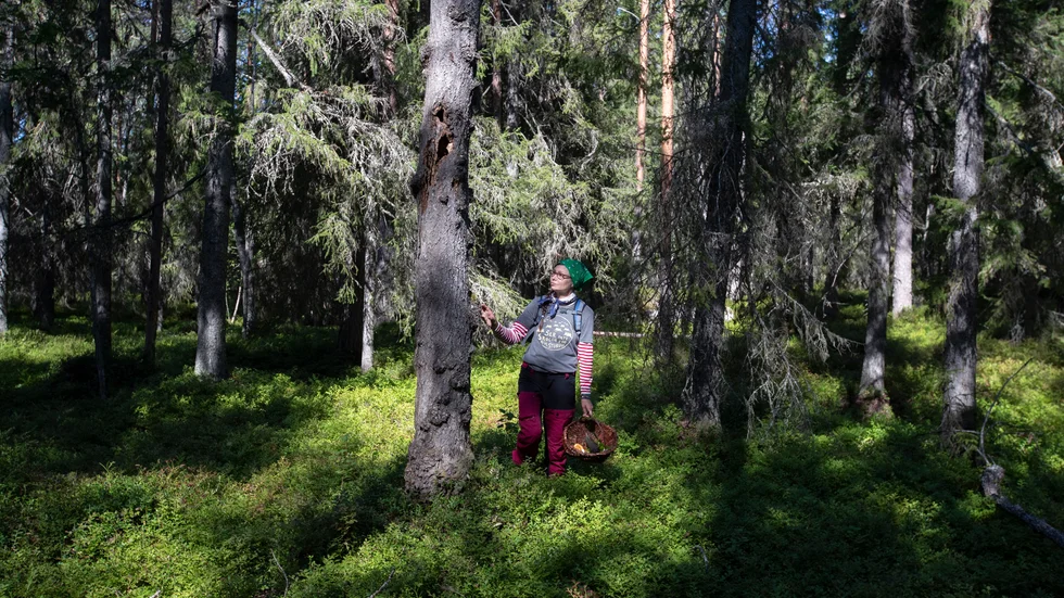 Det finns gott om fullvuxna träd i Marie Karlssons skog. 