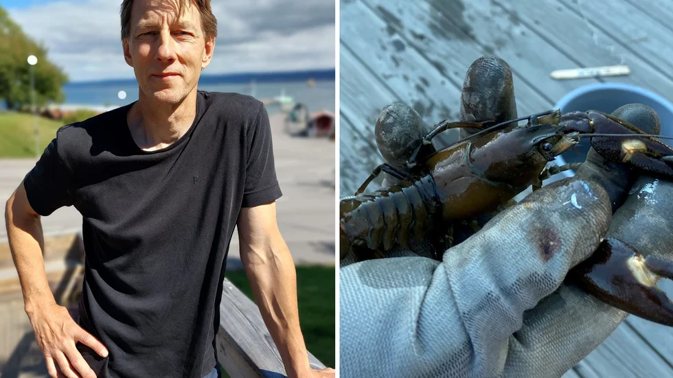 Anton Halldén, länsfiskekonsulent på Länsstyrelsen Jönköping berättar om läget för kräftorna i Vättern. Kräftbilden är en arkivbild.
