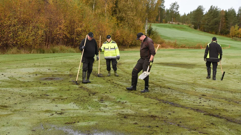 Arbetet med att reparera skadorna på hål fyra pågår förfullt vid Kalix Golfklubb.