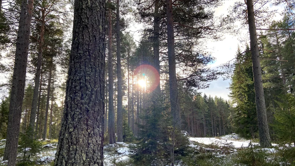 "Vi måste alltså försöka bruka skogen på ett sätt som både skapar stor klimatnytta och främjar den biologiska mångfalden. Och det är lättare sagt än gjort, för det finns målkonflikter mellan de två värdena", skriver Jonas Eriksson.