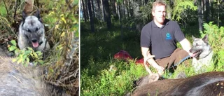 Raffe sköts ihjäl under jakten
