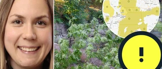 Gul massa över Östersjön – nu gäller det att hålla i hatten