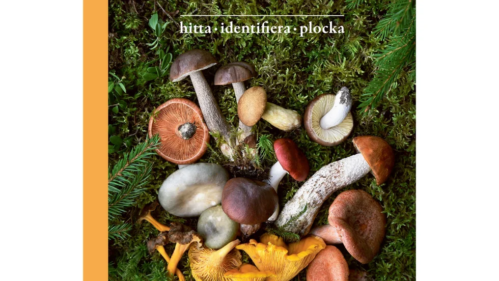 Våra bästa matsvampar