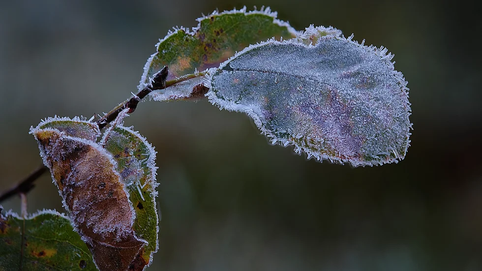 Frostnupna löv.