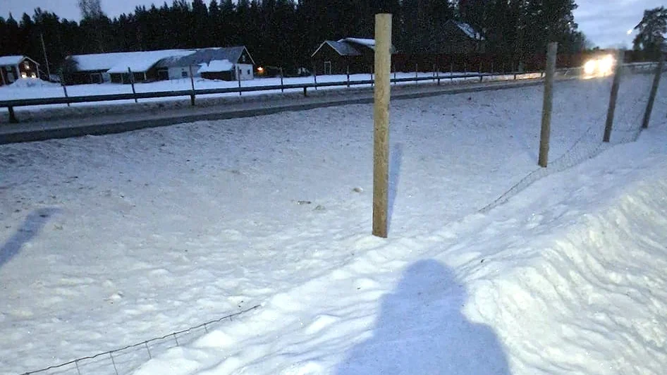 Viltstängslet vid E4 i Kopparnäs har släppt från stolparna och tryckts ner i snön.