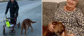 Ulla, 85, miste sin hund – påkörd på övergångsställe