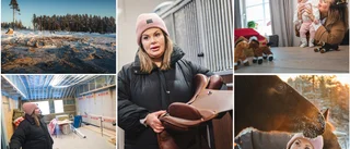 Drömmen om en egen hästgård blev sann 