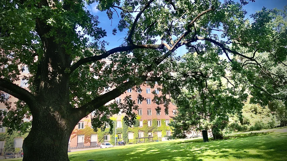 Krönikören reflekterar från sjukhusparken utanför Karolinska. 