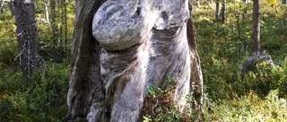 Möte med filur i skogen       