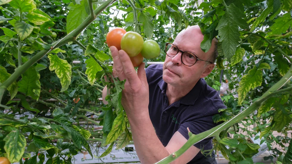 Förutom tomater och gurkor odlar Hans Hietala frilansgrönsaker på åkrarna. Det är vitkål, blomkål, broccoli, rödkål, spetskål, svartkål, purjolök och morötter.
