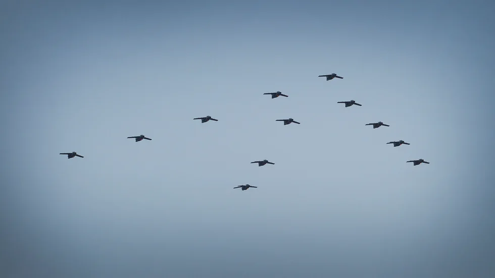 Strax före utsatt tid dök planen från Luftstridsskolan äntligen upp i en formation av en julgran.