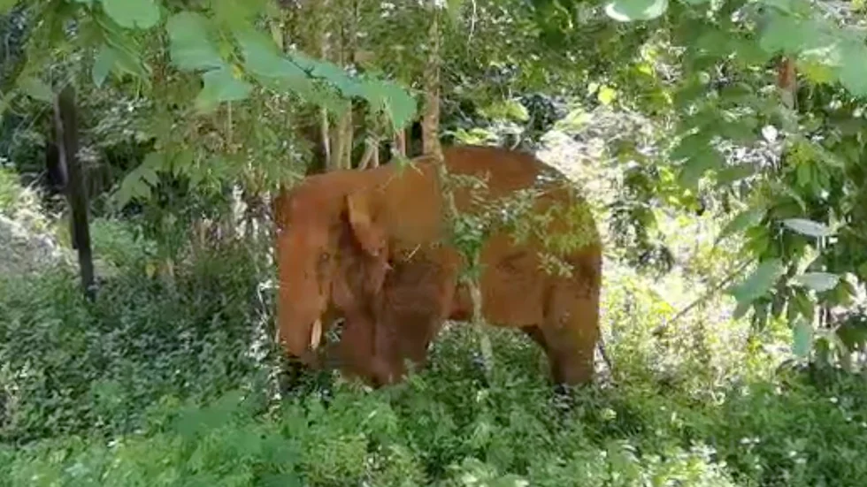 En vild elefant upptäckte 2,8 kilo opium i Yunnan i Kina. Här är en annan asiatisk elefant som fångades på bild i samma provins. Arkivbild.