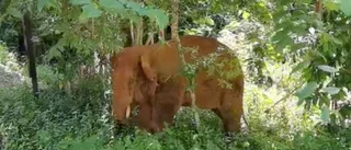Kina: Vild elefant hittade opiumgömma