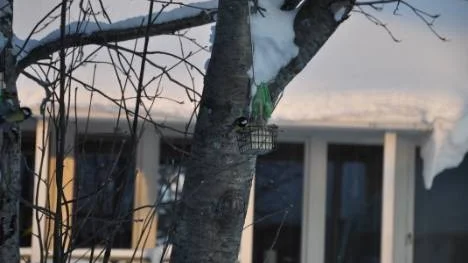 Se här finns det något fett och gott. Det är ju så kallt att det här behöver vi, kom hit du också, säger den ena talgoxen till den andra.