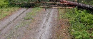Stormen slog ut strömmen och fällde träd