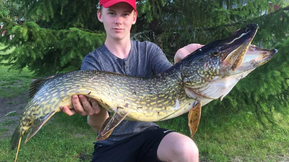 Fångade storgäddan. Det gjorde 17-årige Anton Juto, Kalix efter viss dramatik vid landningen av fisken när kroken fastnade i handen på fiskekompisen Björn Mörk.