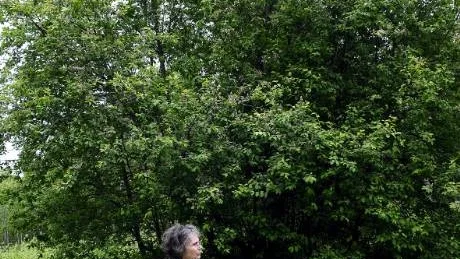 MYSTISKT. Aldrig har hon sett dess like - Ingrid Jakobsson i Södra Niemiholm - som plötsligt upptäckte att häggarna på gården och i grannskapet och landskapet nu blommar i vackert körsbärsrosa. Den plötsliga värmevågen nämns som tänkbar orsak till färgbytet.