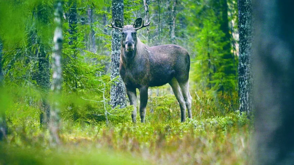 Jakthäleri. Det kan inte bevisas att Gällivarebon skjutit älgen.