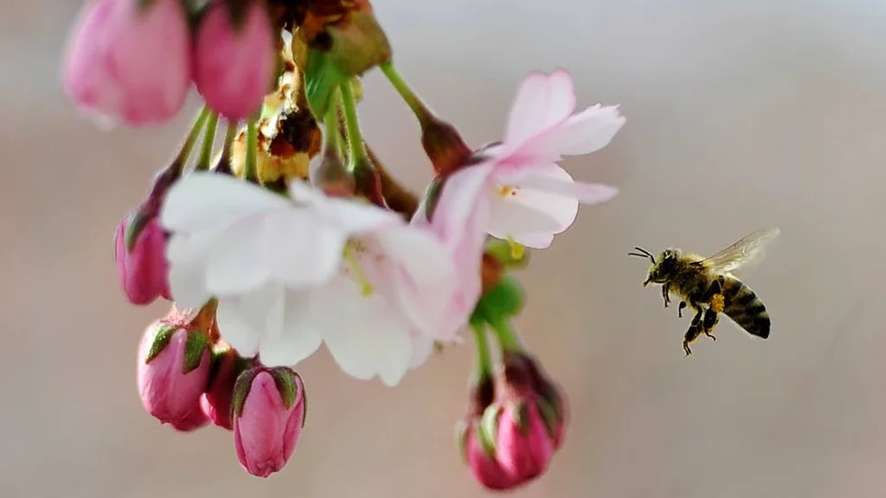 POLLINERING. Honungsprogrammet och biinstitutet gynnar den biologiska mångfalden.