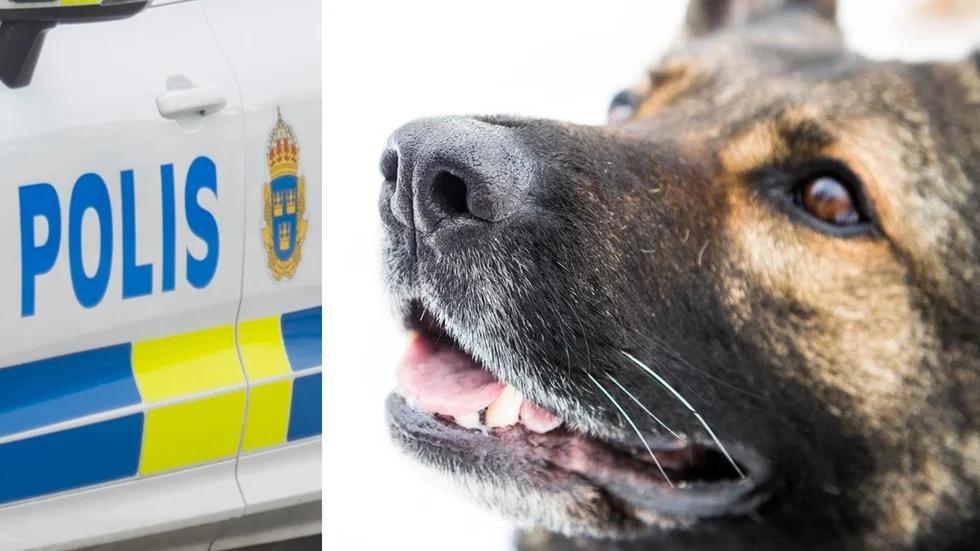 En av polisens hundpatruller hittade en kropp i sökområdet i Kramfors sent på tisdagseftermiddagen (Arkivbild).