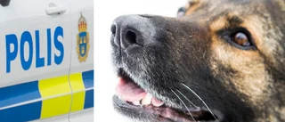 Död person hittad av hundpatrull – oklart om det är försvunna kvinnan • Då väntar polisen svar