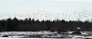Farlig flygning över fåglar