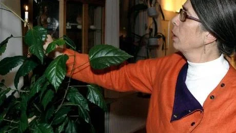 LJUS. Levande ljus i granen som man släcker när man går ut är ett sätt att spara på energi och därmed minska koldioxidutsläppen.