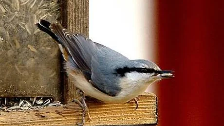TUFF. Nötväckan är en tuff fågel som röjer på fågelbordet när den landar. Inom NOF hoppas man nu få in rapporter på observerade nötväckor från länet.