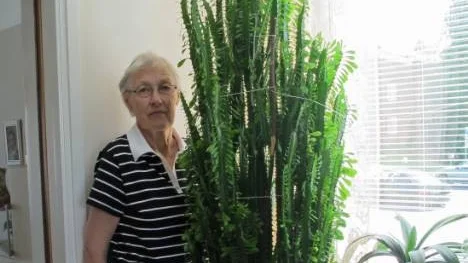 Maj-Britt Nilsson har för länge sedan blivit omväxt av sin granna High Chaparall-blomma. "Ändå har jag kapat toppen på den en gång", berättar hon.