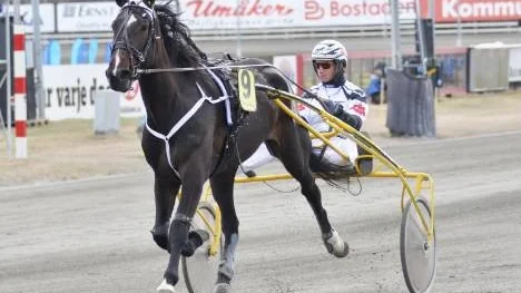Lasse Marklund-tränade Suntory Royal vann V4-1 med Bosse Eklöf i sulkyn. Det var hästens första seger i karriären.