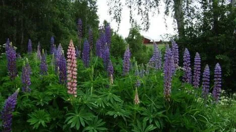 Blommande lupiner.