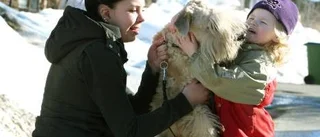 Skärpta regler för hund- och kattägare