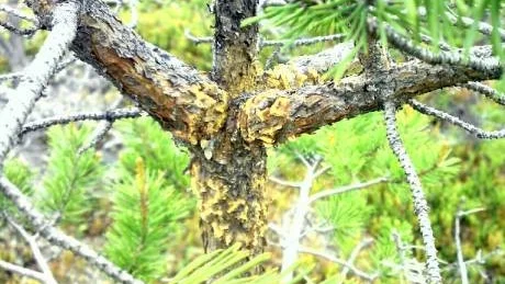 KLIMATEFFEKT. Med höjd årsmedeltemperatur angrips mer och mer av de norrbottniska skogarna av bland annat av Törskatesvamp. I dag uppskattas upp till hälften av tallungskogen  i de östra delarna av länet vara angripen. I helgen ska skogsägarna i bland annat Gällivare informeras.