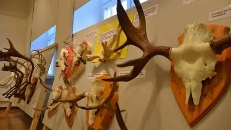 RENHORN. Albert Falcks berättelser om närmast varje horns bakgrund i hans samling gör även denna del av utställningen intressant.
