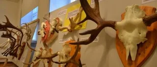 Hornutställning inleder kulturvecka