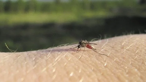 Myggjakten går ut på att kartlägga den svenska myggfaunan.