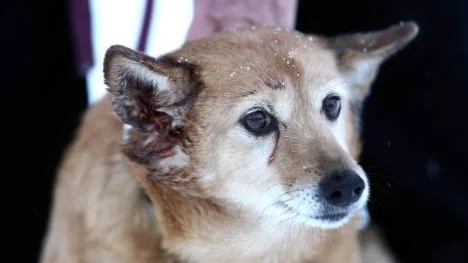 Hunden Betty attackerades av grannens lösspringande hund i onsdags och blev skadad under örat och kring ögat.