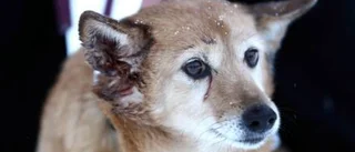 Betty attackerades av hund