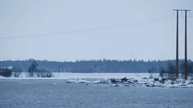Älgar på marsch: Älgarna gick ut mot vattnet men vände, flera gånger. Som om de funderade; "Ska vi ta den här vägen på vår vandring eller ska vi inte..."