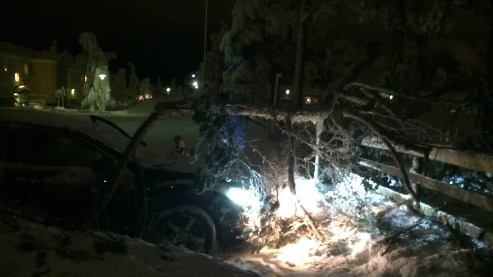 Grenen som föll över bilen.