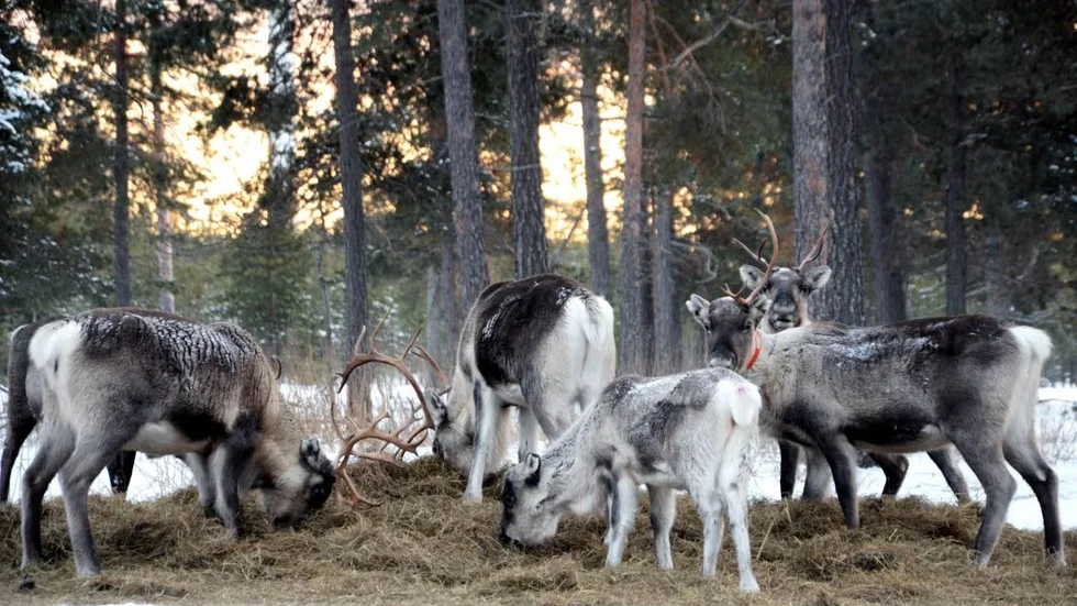 Ändrar beteendet. Stödutfodring kan tas till vid oförutsedda förhållanden, som väder och rovdjur. Det är något annat än vad vi nu talar om, menar länsstyelsen.