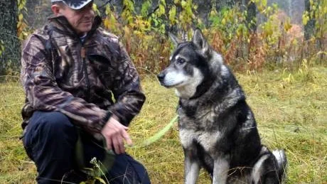 I SM. Jan Öhman och jämthunden Tyson försvarar Norrbottens färger vid älghunds-SM.