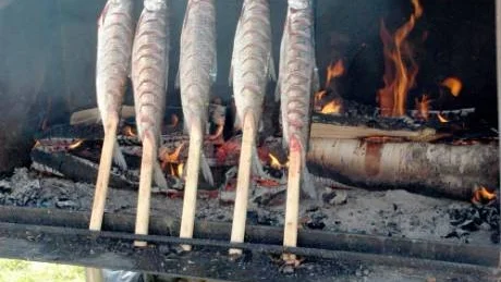 HALSTRING PÅGÅR. Enligt gammal Kukkolased plockas bara gallblåsan ut innan halstring. Fisken skärs så att fisksafterna stannar kvar i fisken, men den kryddas inte alls. Först efter att siken är färdighalstrad doppas den i saltlag.