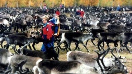 En tioårig pojkes möte med renar höll på att sluta i tragedi när renstynget lade ägg i pojkens hår. Foto: Anders Wiklund/Scanpix