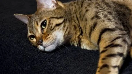 VILD MEN TAM. Katten är en jägare, ett lejon i miniatyr. Alla katter måste aktiveras om de inte kan släppas ut. En understimulerad katt kan också börja klösa på möbler eller anfalla allt som rör sig.
