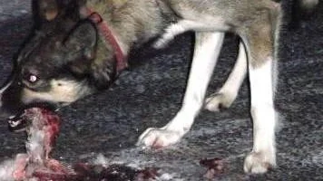 VARG VAR HUND. Halsbandet avslöjar att åtminstone en av vargobservationerna kan avskrivas. Foto: Mattias Grahn